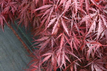 Tamuke yama Japanese Maple