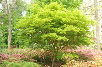 Seiryu Japanese Maple