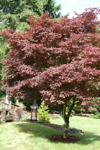 Red Japanese Maple