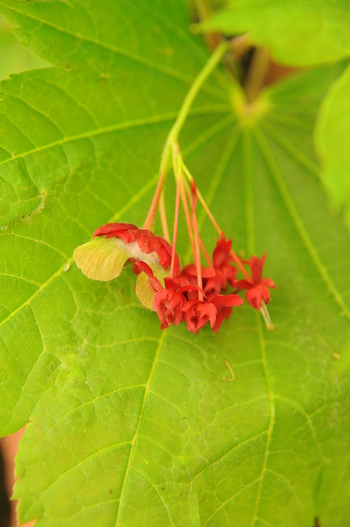 Korean Maple