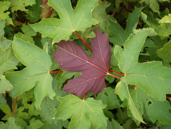 Sycamore Maple