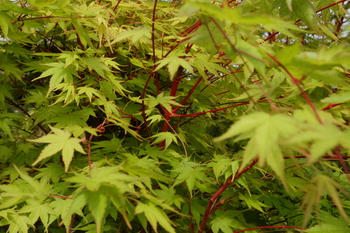 Coral Bark Japanese Maple