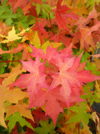 Shantung Maple