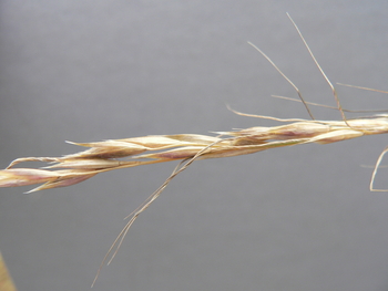 Lemmon's Needlegrass