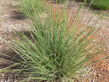 Lemmon's Needlegrass