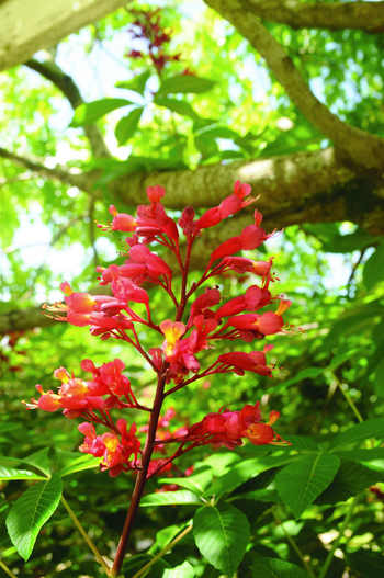 Red Buckeye