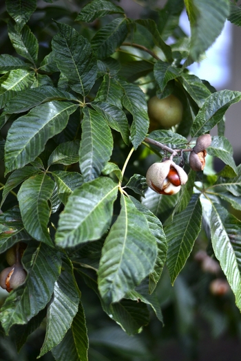 Red Buckeye