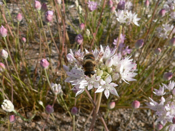 Slim-leaf Onion