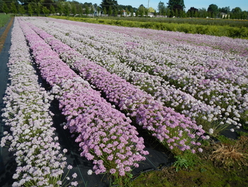 Slim-leaf Onion