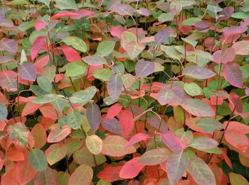 'Autumn Brilliance'™ Serviceberry