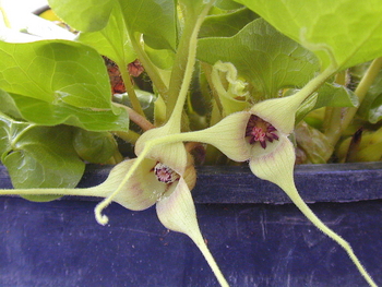 White-flowered Western Ginger