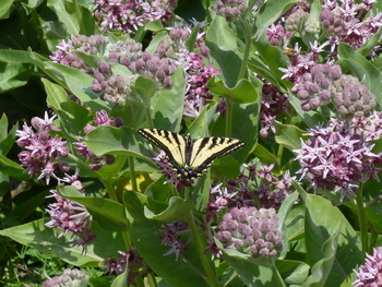 Oregon Native Seed