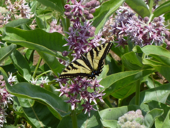 Showy Milkweed