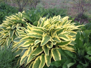 Variegated Russian Comfrey