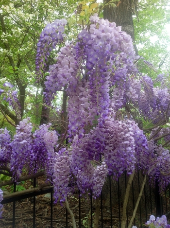 Blue Moon Kentucky Wisteria