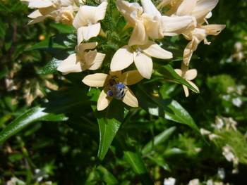 Large-flowered Collomia