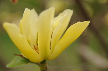 Butterflies Magnolia