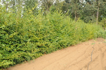 European Hornbeam