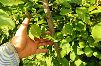 European Hornbeam