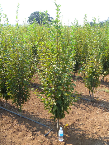 Pyramidal European Hornbeam