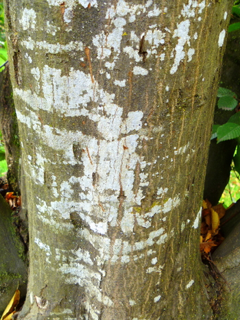 Pyramidal European Hornbeam