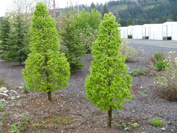 Dwarf Columnar European Hornbeam