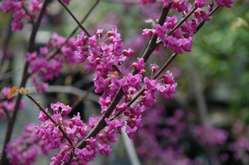 Eastern Redbud