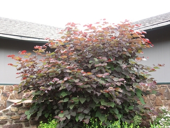 Burgundy Hearts Redbud