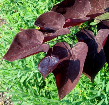 Burgundy Hearts Redbud