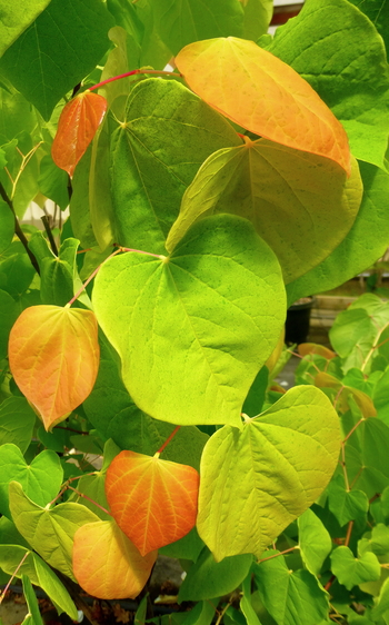 The Rising Sun Golden Redbud