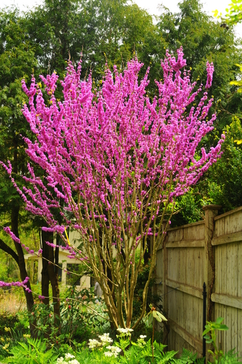 Avondale Chinese Redbud