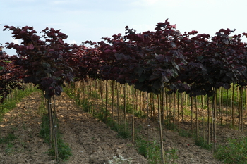 Forest Pansy Redbud