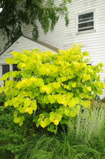 Hearts of Gold Redbud