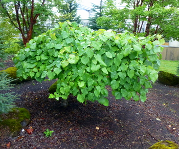 Cercis canadensis Lavender Twist® ('Covey') (PP10328, COPF) from NVK  Nurseries