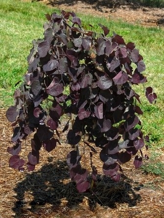 Ruby Falls Redbud