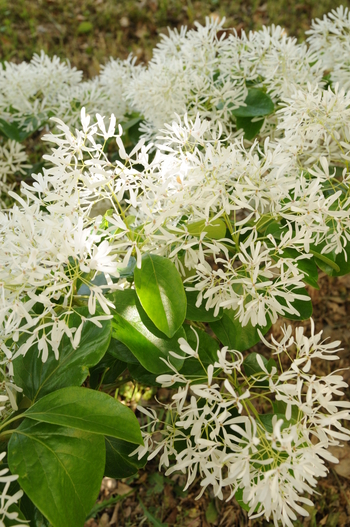 Chinese Fringetree