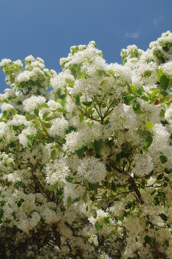 Chinese Fringetree