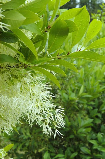 White Fringetree