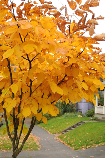 American Yellowwood