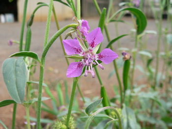 Rhombic-petalled Clarkia