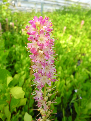 Ruby Spice Clethra