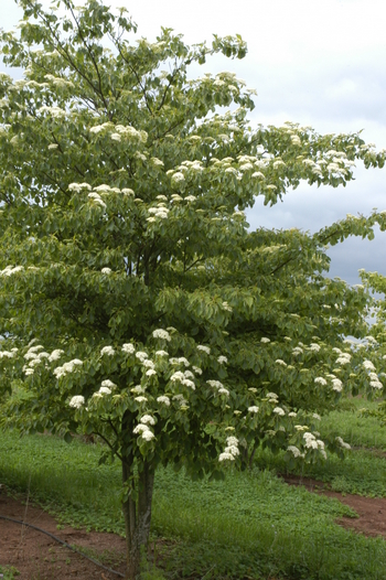 Giant Dogwood