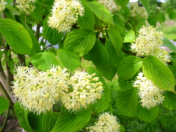 Giant Dogwood