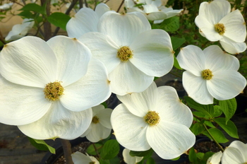 Eddie's White Wonder Dogwood