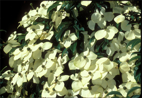 Empress of China Evergreen Dogwood