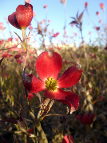 Cherokee Brave Dogwood