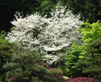 Flowering Dogwood