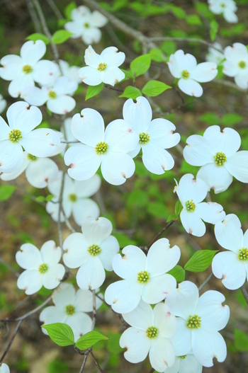 Flowering Dogwood