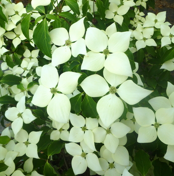 Greensleeves Dogwood