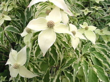 Wolf Eyes Dogwood